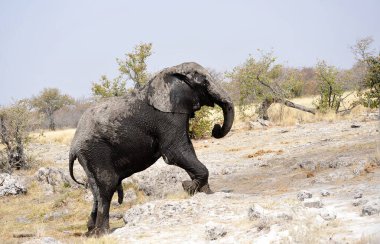 Büyük Afrika fili (donana donana) Etoşa Ulusal Parkı, Namibya 'da su birikintisi boyunca yürüyor