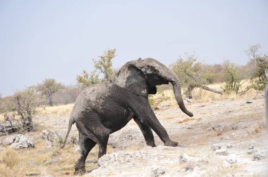 Zimbabwe bozkırındaki fil.