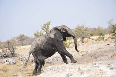 Afrika fili, xodonta africana, etrafta geziniyor.