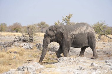 Kruger Ulusal Parkı 'ndaki fil, Güney Afrika