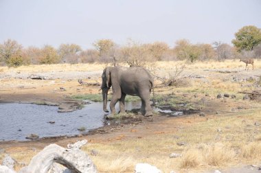 Bir su birikintisinden su içen bir fil.