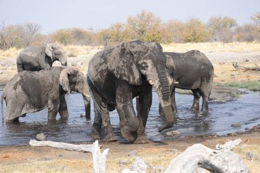Zimbabwe savanındaki Afrika filleri.