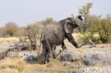 Afrika 'daki Afrika savosundaki filler