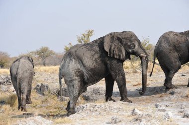 Savanadaki Afrika filleri, Kenya