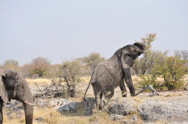Filler içinde etkin ulusal Park'ta Namibya