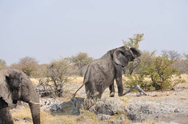 Güney Afrika, Zimbabwe savanındaki filler.