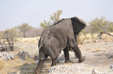 Kenya savanındaki fil