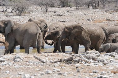 Savanadaki bir filin yakın plan çekimi.