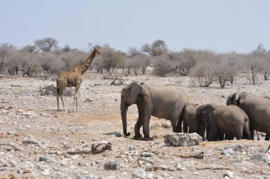 Etkin ulusal Park'ta Afrika fili