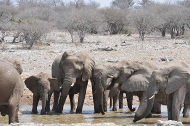 Su birikintisinde bir grup fil.