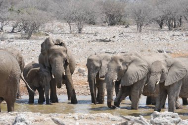 Etoşa 'daki su kuyusunda yürüyen bir Afrika fili sürüsü.