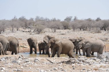 Savanadaki bir grup Afrika fili