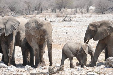 Namibya, Afrika savanındaki fil