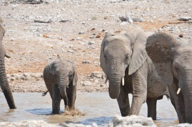 kruger national Park fil