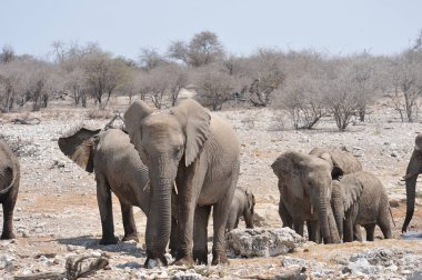 etkin ulusal park, Namibya Afrika fili