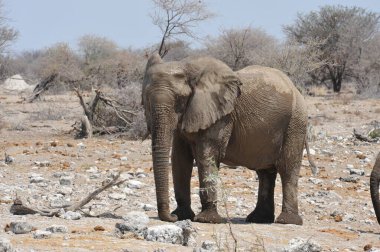 Güney Afrika savosunun batısındaki savanada filler.