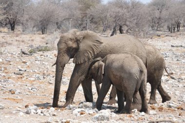 Afrika savanasındaki filler