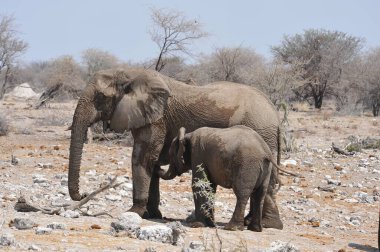 Afrika savanasındaki filler