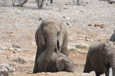 Sıcak ve güneşli bir günde filler