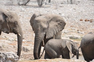 Afrika savanasındaki filler
