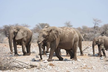 Afrika 'daki Zimbabwe savanındaki filler.