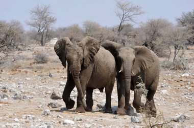 Vahşi Afrika filleri.