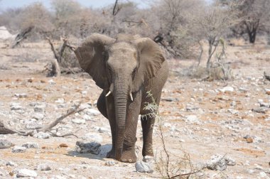 Afrika savanındaki fil.