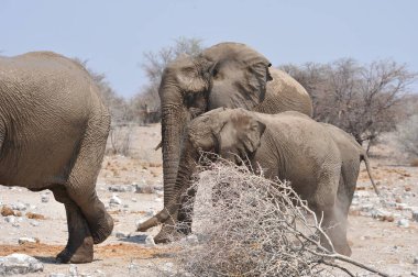 Namibya bozkırındaki fil