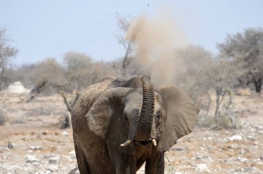 Savanadaki bir filin yakın çekimi.