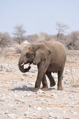 Çöldeki fil.