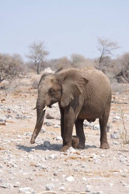 Etoşa Ulusal Parkı, Namibya 'da büyük filler.