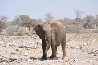 etkin ulusal Park'ta fil