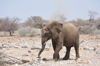 Kumlu zeminde kuru yaprakları olan büyük bir filin yakın plan çekimi.