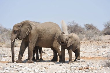 Çöldeki iki filin yakın plan çekimi.