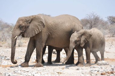 Kenya savanındaki fil