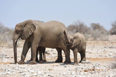 Afrika savanasındaki filler