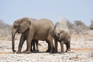 Afrika savanasındaki filler