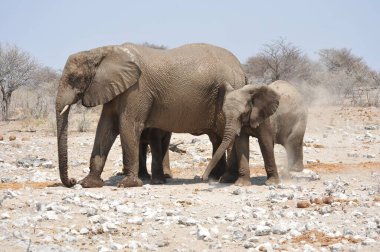 Afrika savanasındaki fil.
