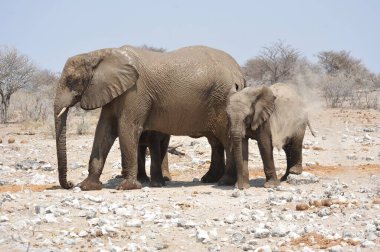 Kum çukurunda duran fil..