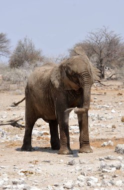 Namibya 'daki etosha parkında büyük bir Afrika fili (Loxodonus africana).