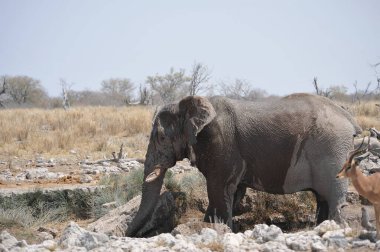 Afrika fili, Loxodonta Africana, Etoşa Ulusal Parkı, Namibya