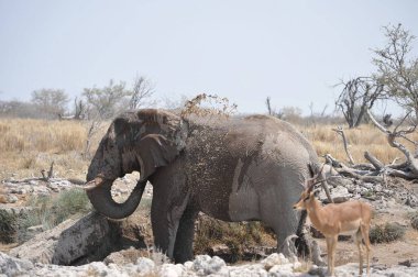 Afrika savanındaki fil.