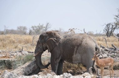Namibya 'nın savanındaki Afrika fili.