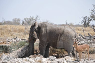Güney Afrika 'daki Kruger Ulusal Parkı' nda Afrika fili