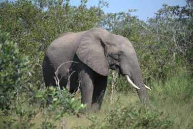Afrika fili Kruger Ulusal Parkı, Güney Afrika