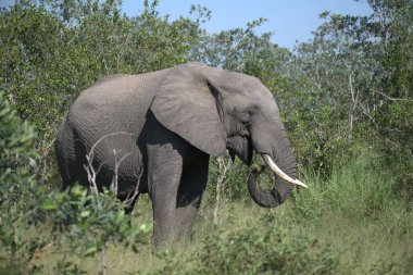Vahşi Batı 'daki Kenya savanındaki Afrika fili.