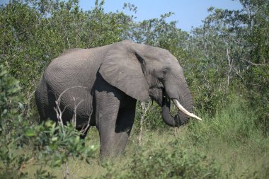 Afrika bozkırında büyük bir fil