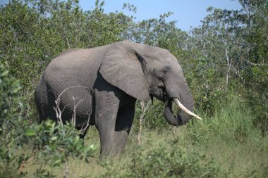 Afrika bozkırında büyük bir fil