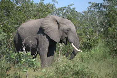 Afrika, Botswana Ulusal Parkı 'ndaki Afrika fili.
