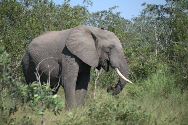 Kenya bozkırında büyük bir fil